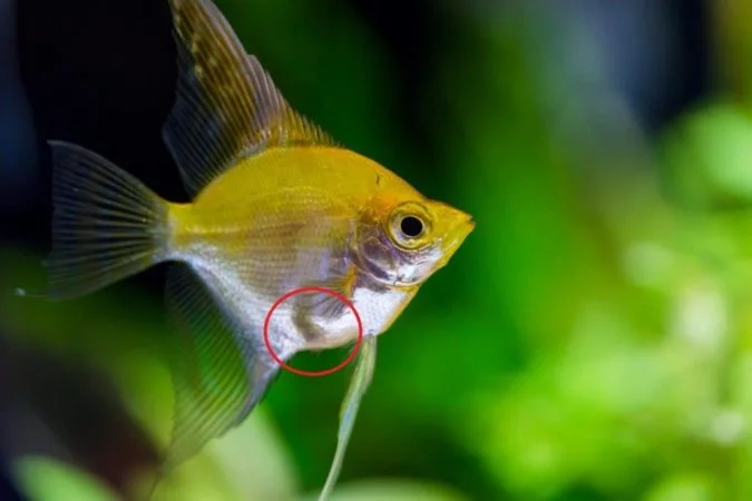 Angelfish is pregnant