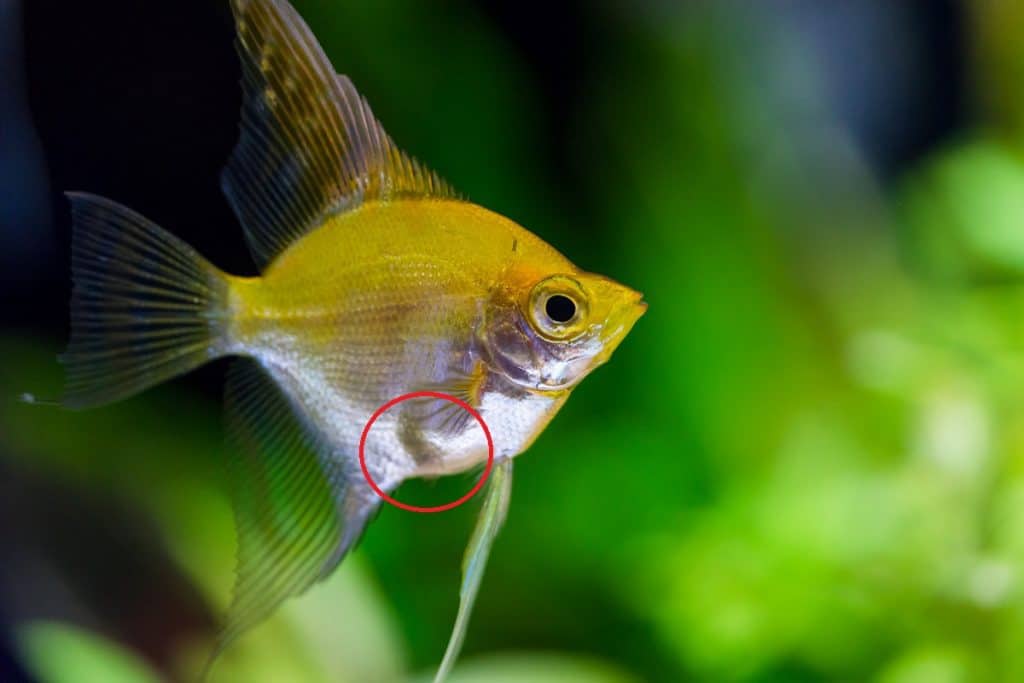 Angelfish Laying Eggs 6 Important Things You Need To Know
