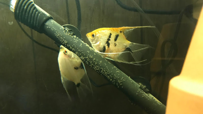 Angelfish Laying Eggs: 5 Important Things You Need To Know