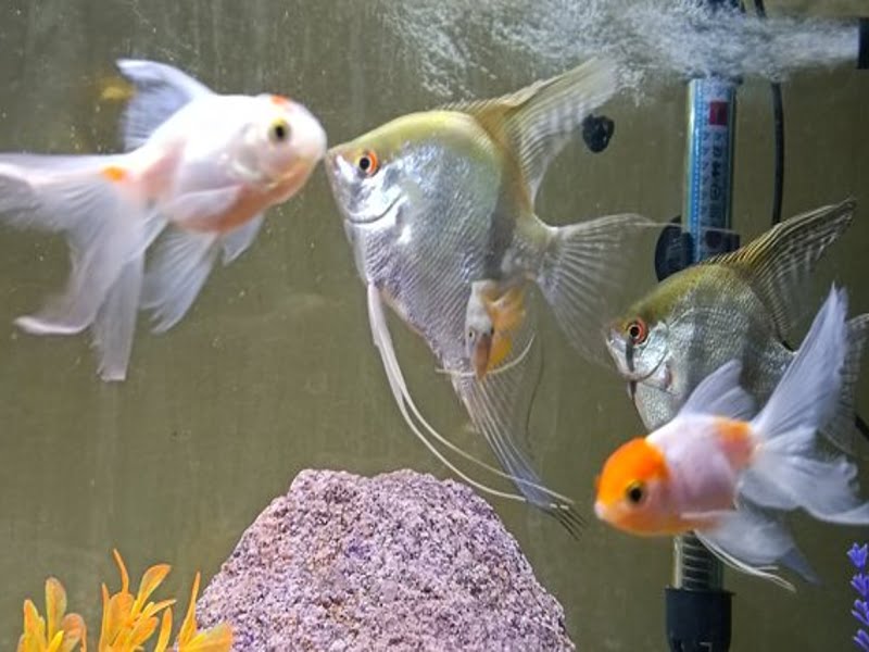 Angelfish live with Goldfish