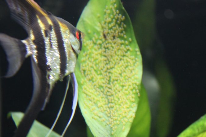Angelfish need privacy to focus on fertilizing task