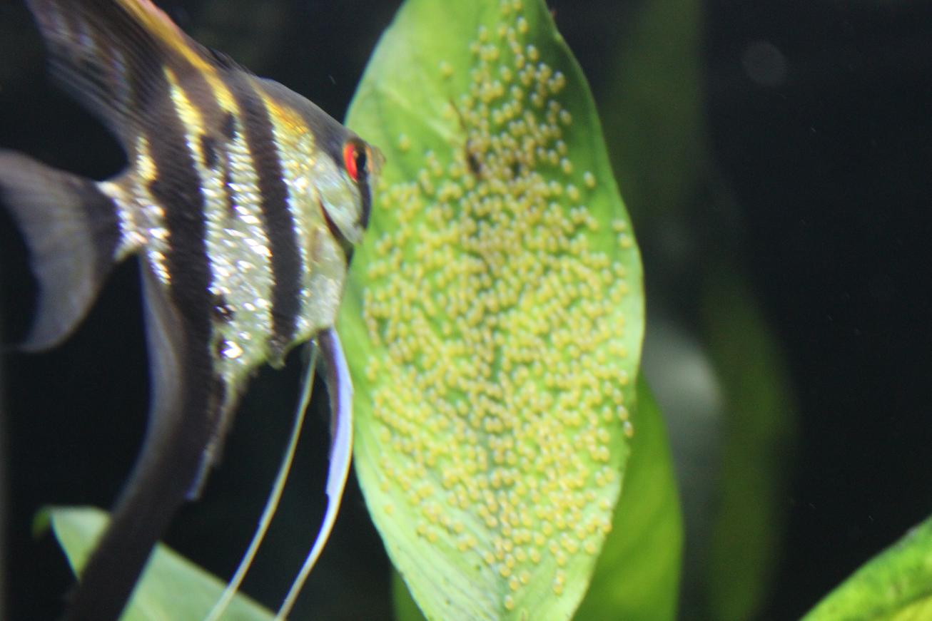 Why Are Angelfish Eggs Turning White? 5 Best Ways To Avoid