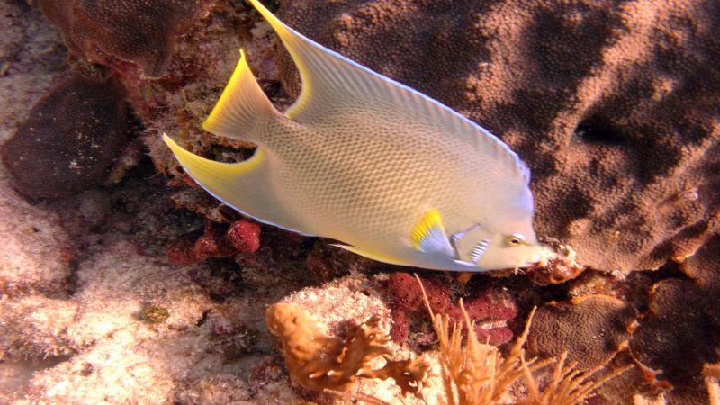 Are Your Angelfish Not Eating? 4 Tips To Get Them Back On Track