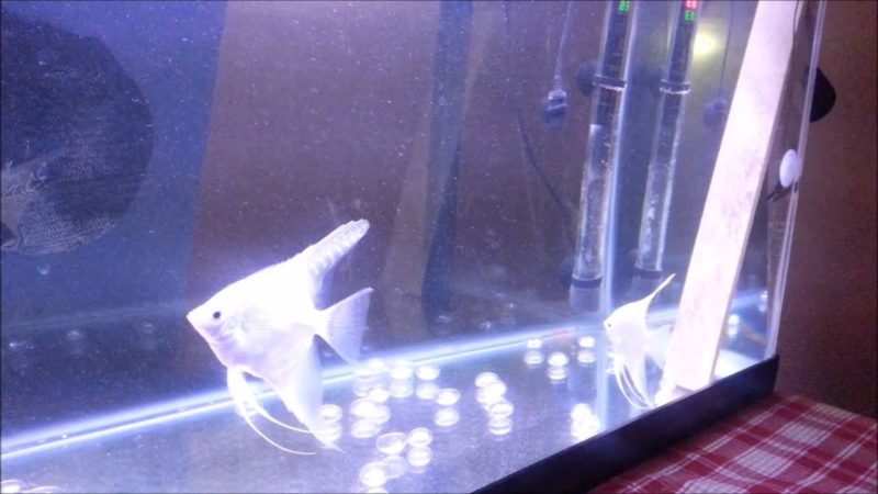 Angelfish pair is in the breeding tank