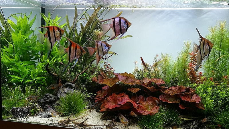 15 Best Live Plants For An Angelfish Planted Tank (With Pictures)