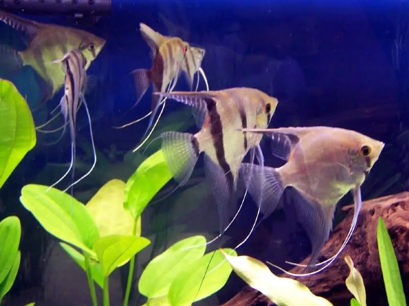 Angelfish prefer to live in slow-flowing freshwater