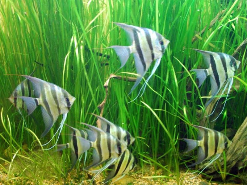 Angelfish should be kept in groups of 5 or more