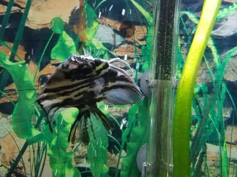 Angelfish swimming upside down, and doing loops