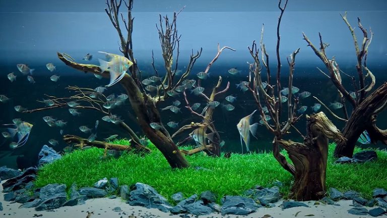 Best Freshwater Angelfish Tank: Requirements, Setup Ideas & Basic Steps To Build