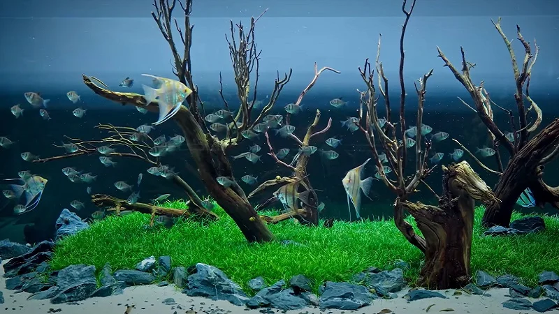 Best Freshwater Angelfish Tank Requirements How To Build