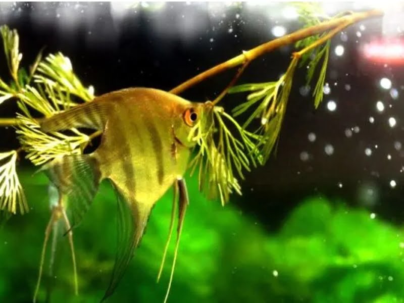 Angelfish will feed at the surface or mid-water