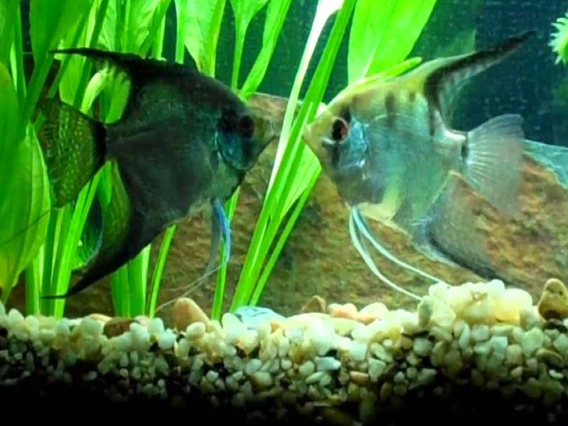 Angelfish will fight because they are territorial