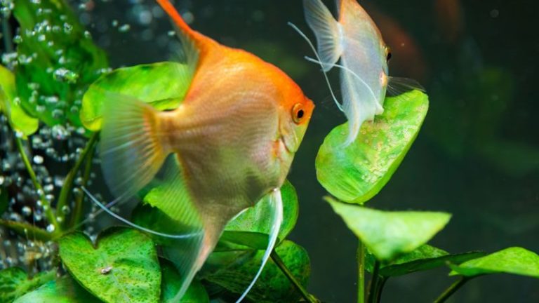 Angelfish Live With Cichlids: Compatibility, Dos And Don'ts, And Tank Requirements!