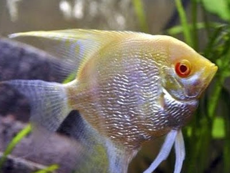 Angelfish with red eyes may be due to injury