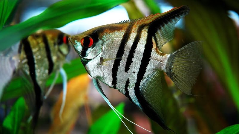 Top 3 Features About Angelfish With Red Eyes