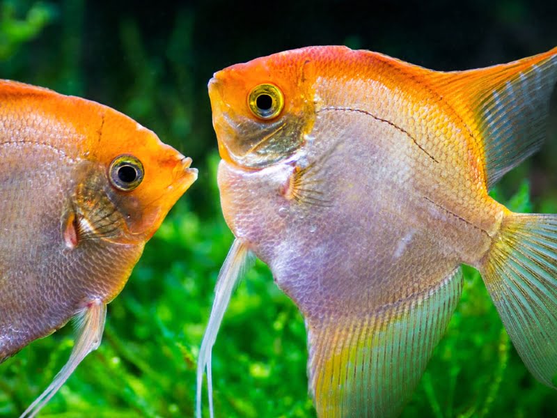Angelfish