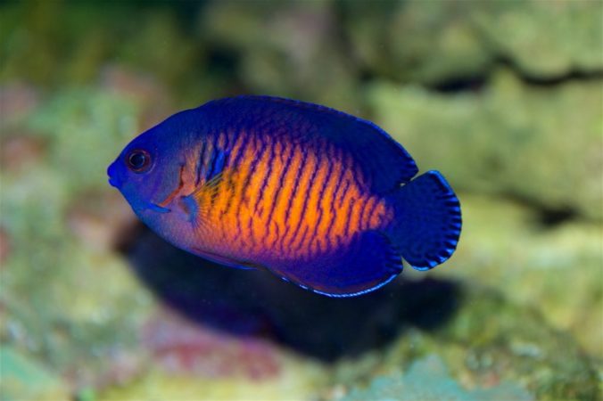 Appearance of dwarf pygmy coral beauty angelfish