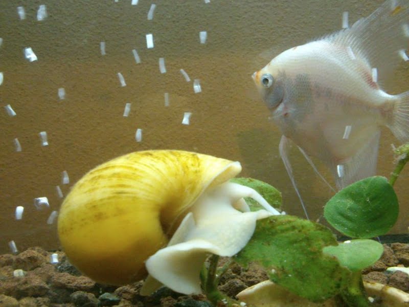 Aquarium snails do not pose a direct threat to the angelfish