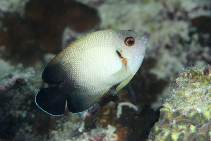 Aquariums with large amounts of cured live rock are essential for this fish's health   