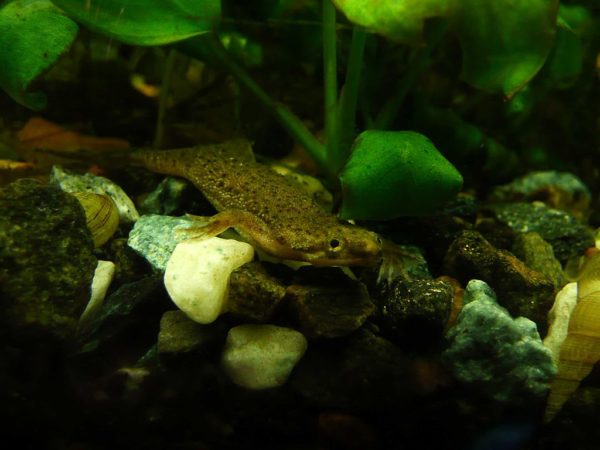 Are african dwarf frogs capable of killing angelfish?