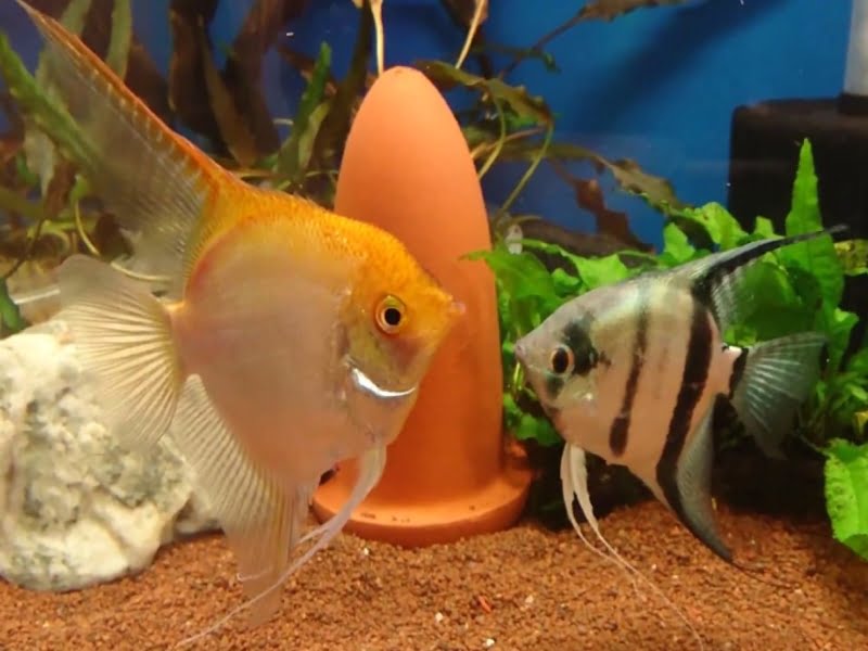 Are angelfish fighting or mating?