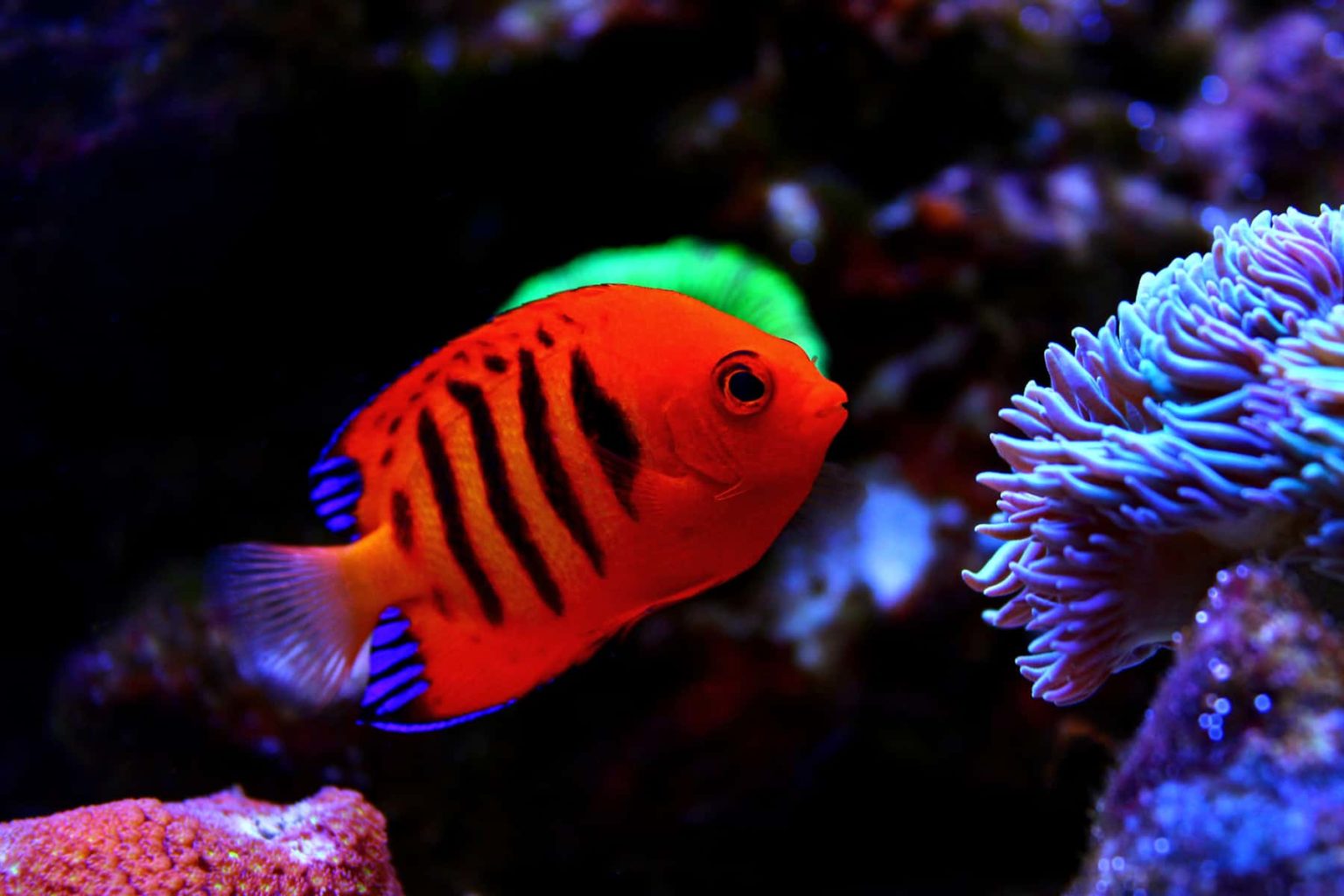 Top 7 best dwarf angelfish for reef tank (with picture)