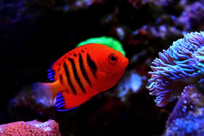 Are Dwarf Angelfish Reef Safe?