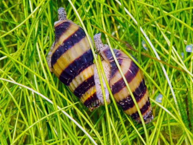 Do Angelfish Eat Snails? 8 Outstanding Features You May Know