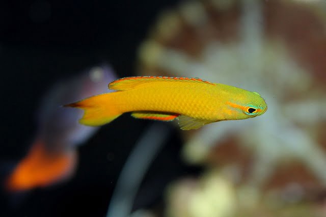 Assessor flavissimus (the yellow devilfish or yellow assessor)