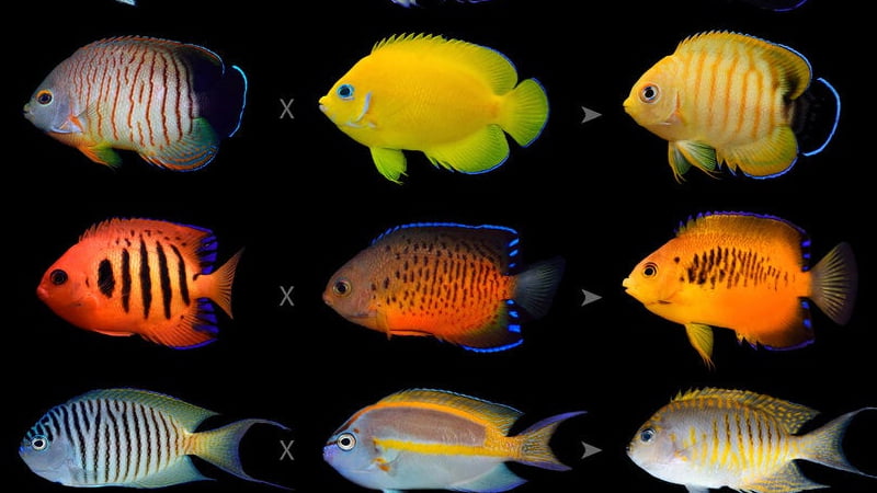 Are dwarf angelfish reef safe? Top 7 best dwarf angelfish for reef tank (with picture)
