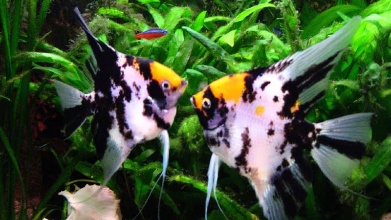 Top 5 Best Flake Food For Angelfish And How To Choose Them | Handy Aquarium Tips
