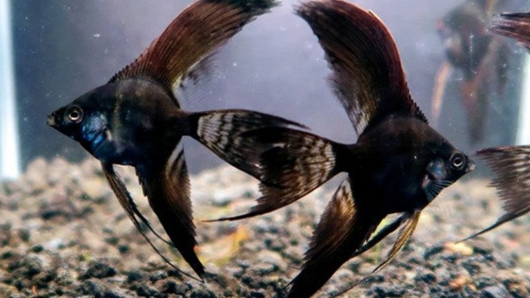 2 Characteristics About Black Angelfish That You May Not Know
