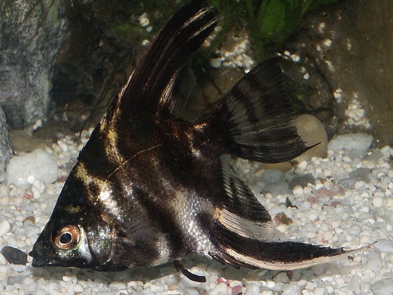 Black angelfish can live around 10 - 12 years