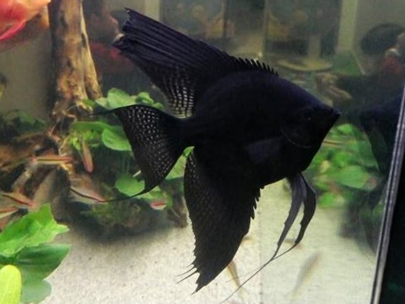 Black Angelfish: Organisms