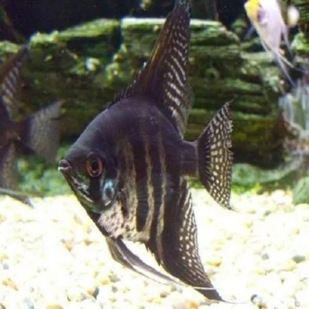 Black lace angelfish