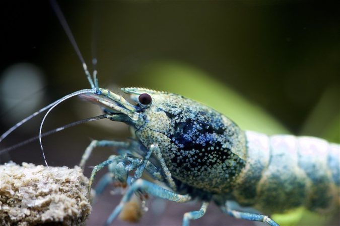 Blue Bolt Shrimp