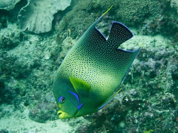 Blue koran angelfish