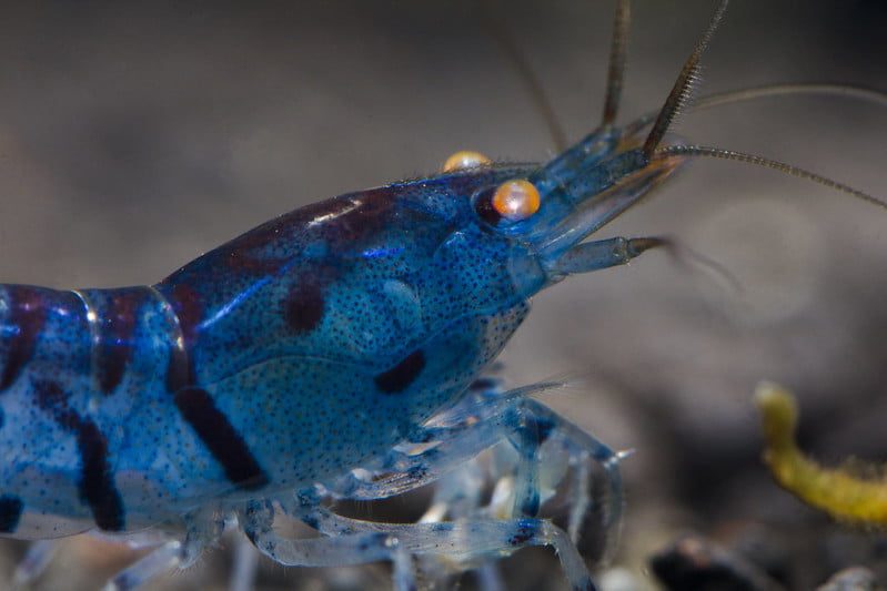 Will Angelfish Eat Shrimp Top 3 Reasons You Should Know