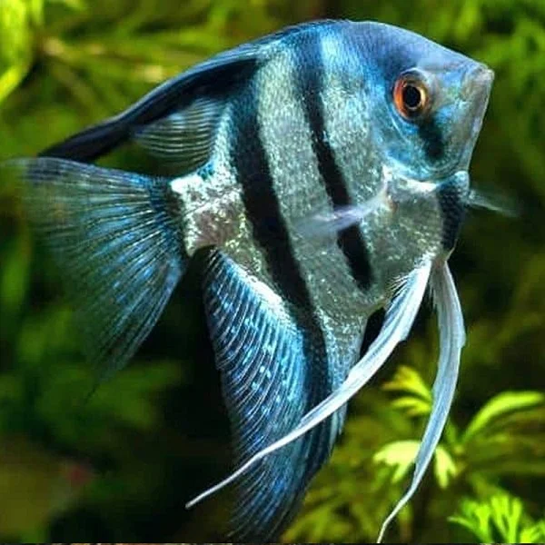 Blue zebra angelfish