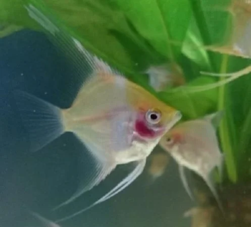 Blushing angelfish