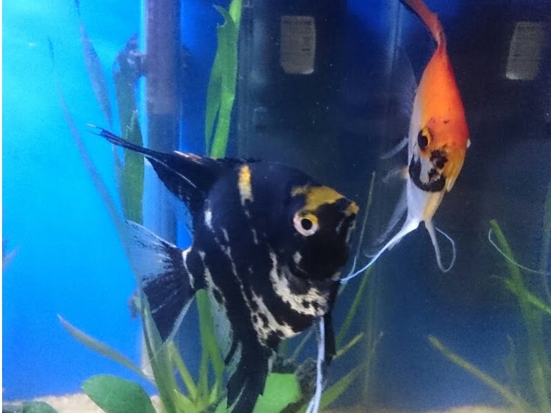 Breed a pair of angelfish