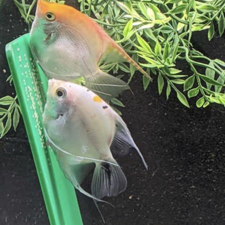 Breeding slates are ideal places for angelfish to lay their eggs and are easily removable