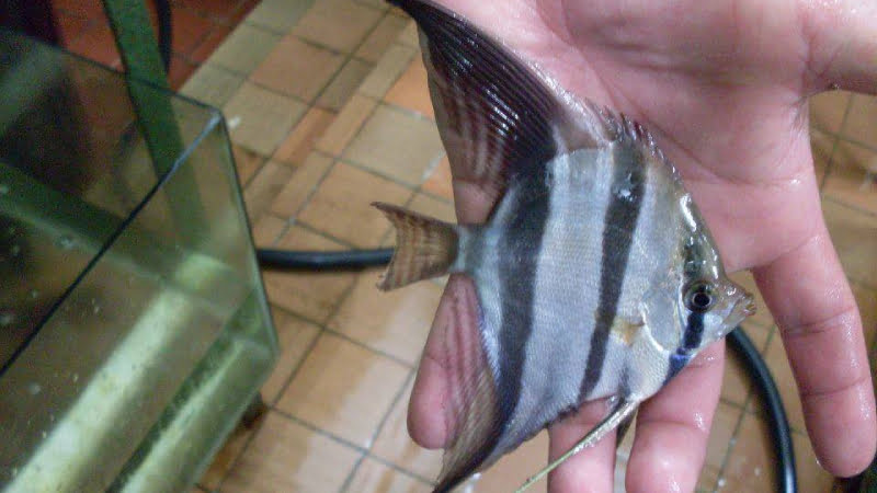 Where To Buy Altum Angelfish? 3 Big Risks You Have To Face