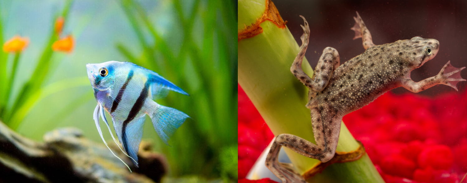 African Dwarf Frog And Angelfish Can They Live Peacefully?