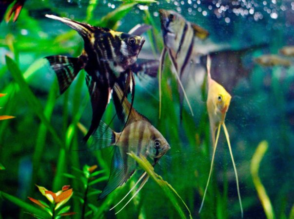 Can african dwarf frogs be eaten by angelfish?