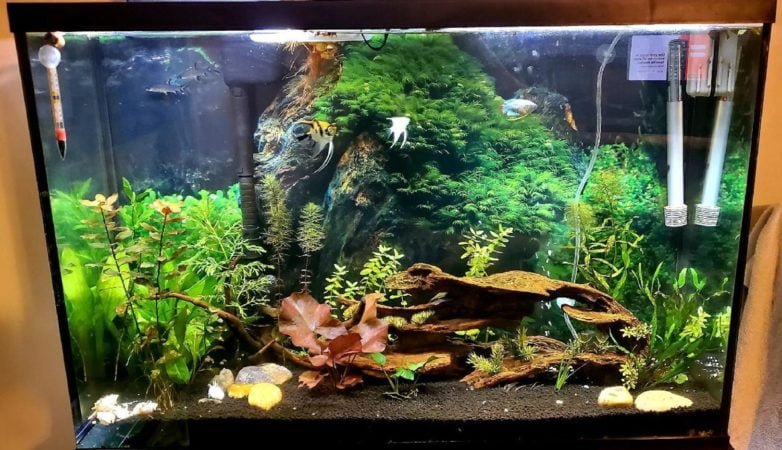 Choose the right size tank for angelfish