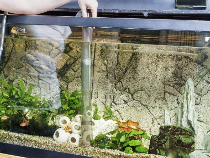 Clean your tank regularly