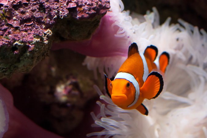 Clownfish is a good tank mate for koran angelfish