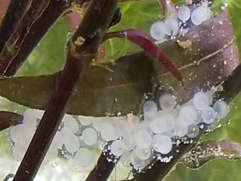 Cory Catfish Eggs Fungus 5 Ways Prevent & Treat Efficiently