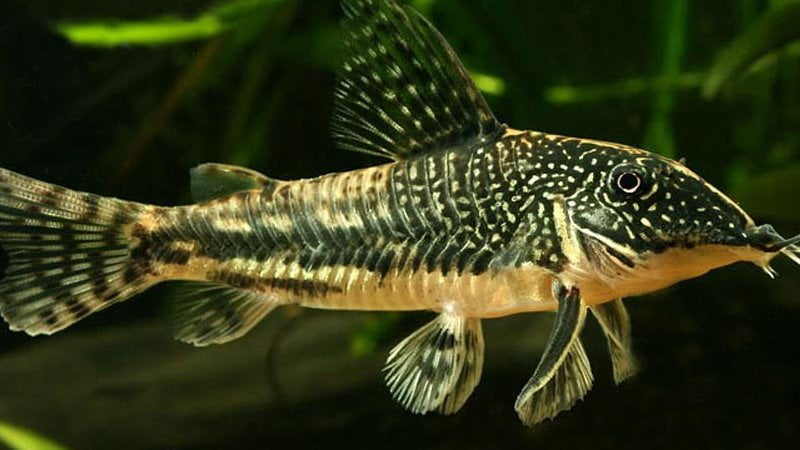 How To Recognize And 4 Steps To Treat Columnaris Cory Catfish